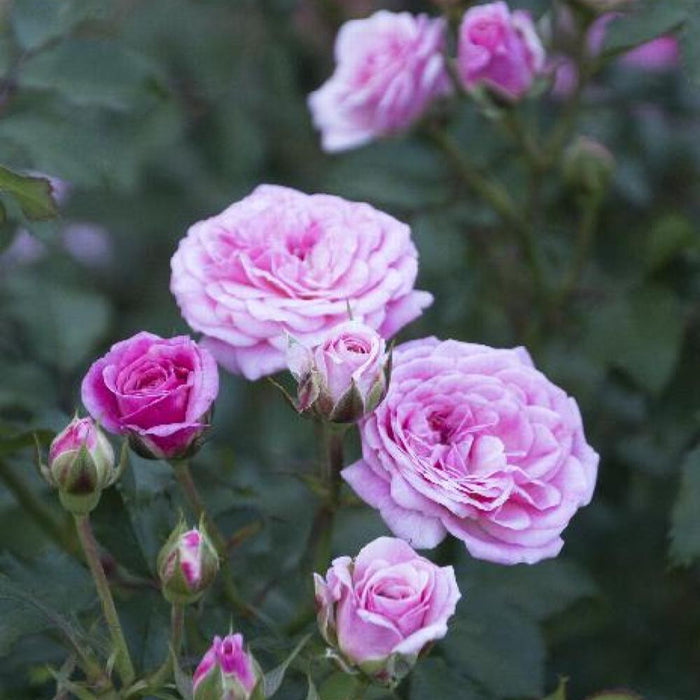 ROSE Sweet Drift #3