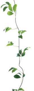 SPARROW LEAF GARLAND 280CM Deventor