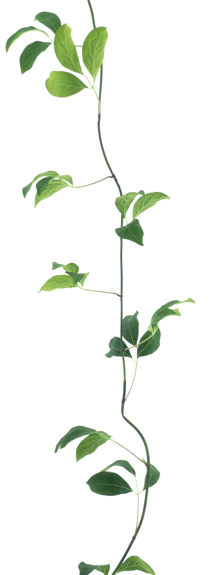 SPARROW LEAF GARLAND 280CM Deventor