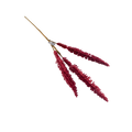 SPEEDWELL SPRAY RED 76CM Deventor