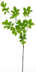 SPRING LEAF 128CM Deventor