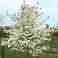 Super Princess Dogwood #5 White Blooms