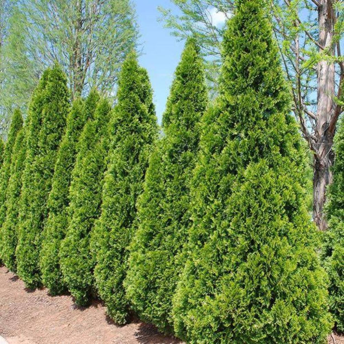 THUJA Emerald Green #3