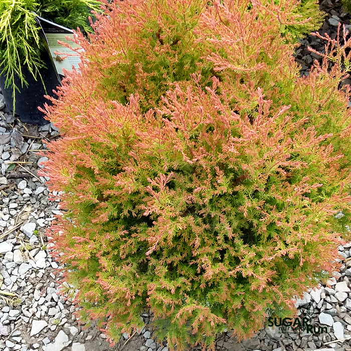 THUJA Fire Chief #3