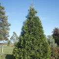 THUJA Green Giant #7