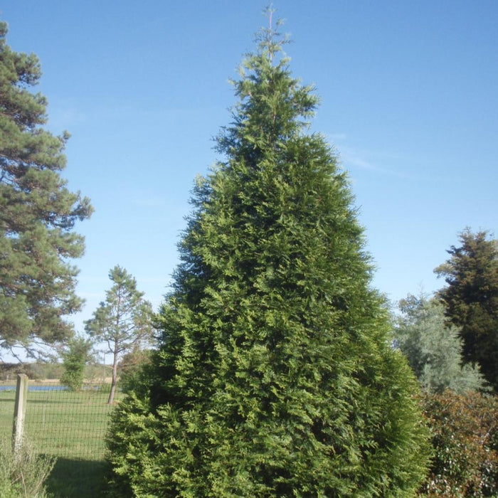 THUJA Green Giant #7