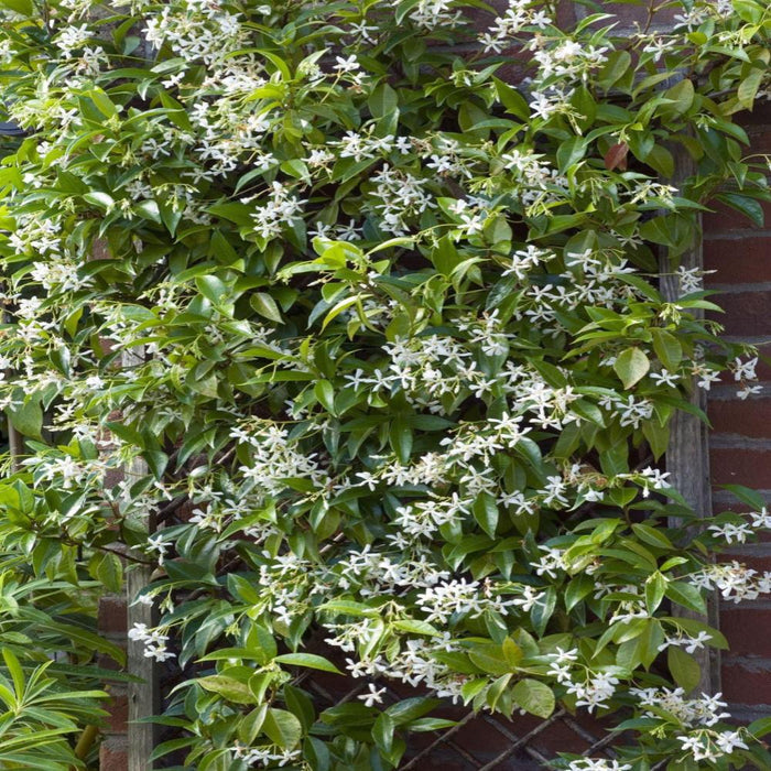 TRACHELOSPERMUM asiaticum #1