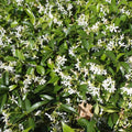 TRACHELOSPERMUM Confederate Jasmine #1