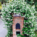 TRACHELOSPERMUM Confederate Jasmine (tripod) #3