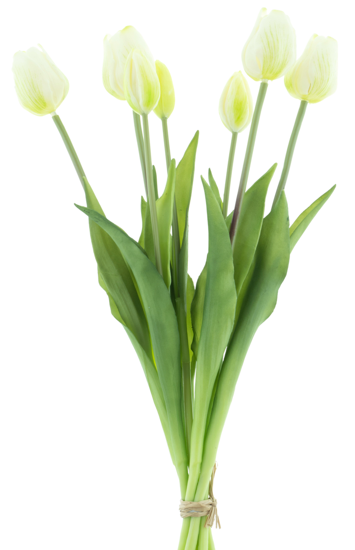 TULUIP BUNDLE X7 CREAM 47CM Deventor