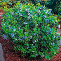 VACCINIUM Blueberry Premier #3
