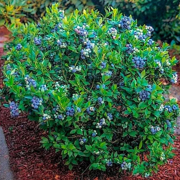 VACCINIUM Blueberry Premier #3