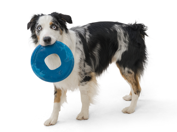 West Paw Sailz Dog Toy