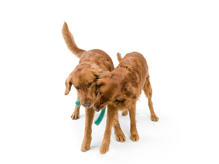West Paw Snorkl Dog Toy